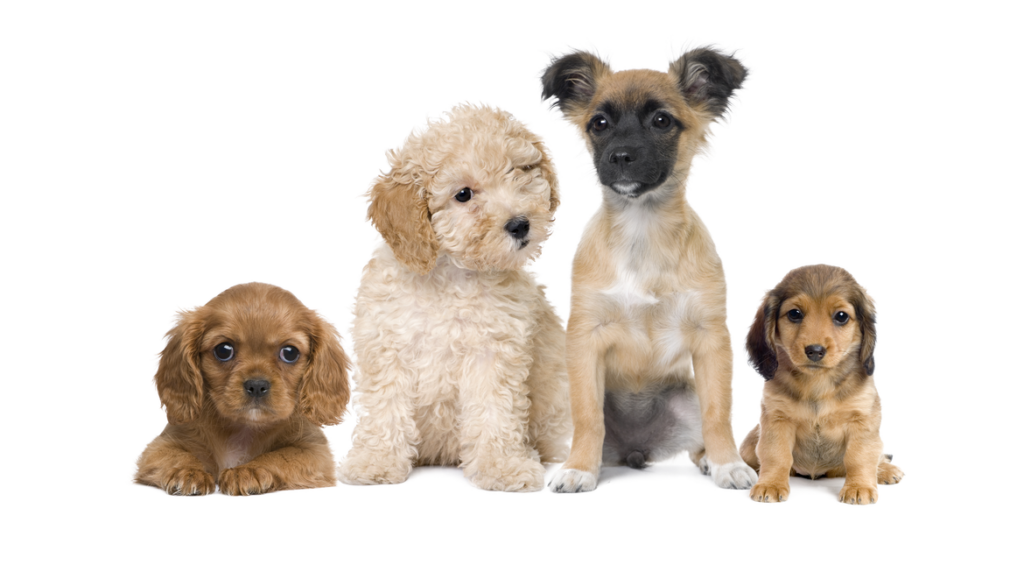 Leash on Life Dog Walking and Pet Sitting Leash on Life Dog Walking